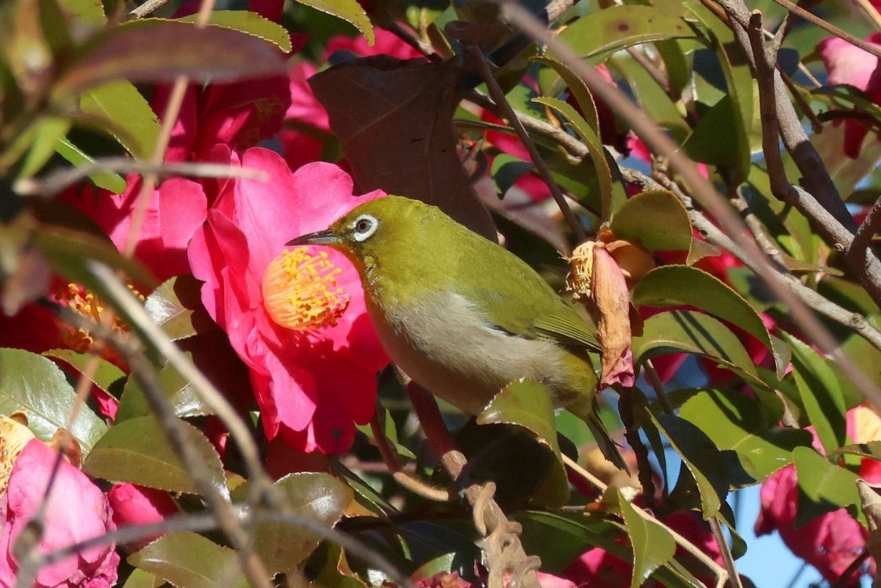 黄鴬晛睆】（うぐいすなく）|｜ブログ|長浜公園公式サイト｜公益財団